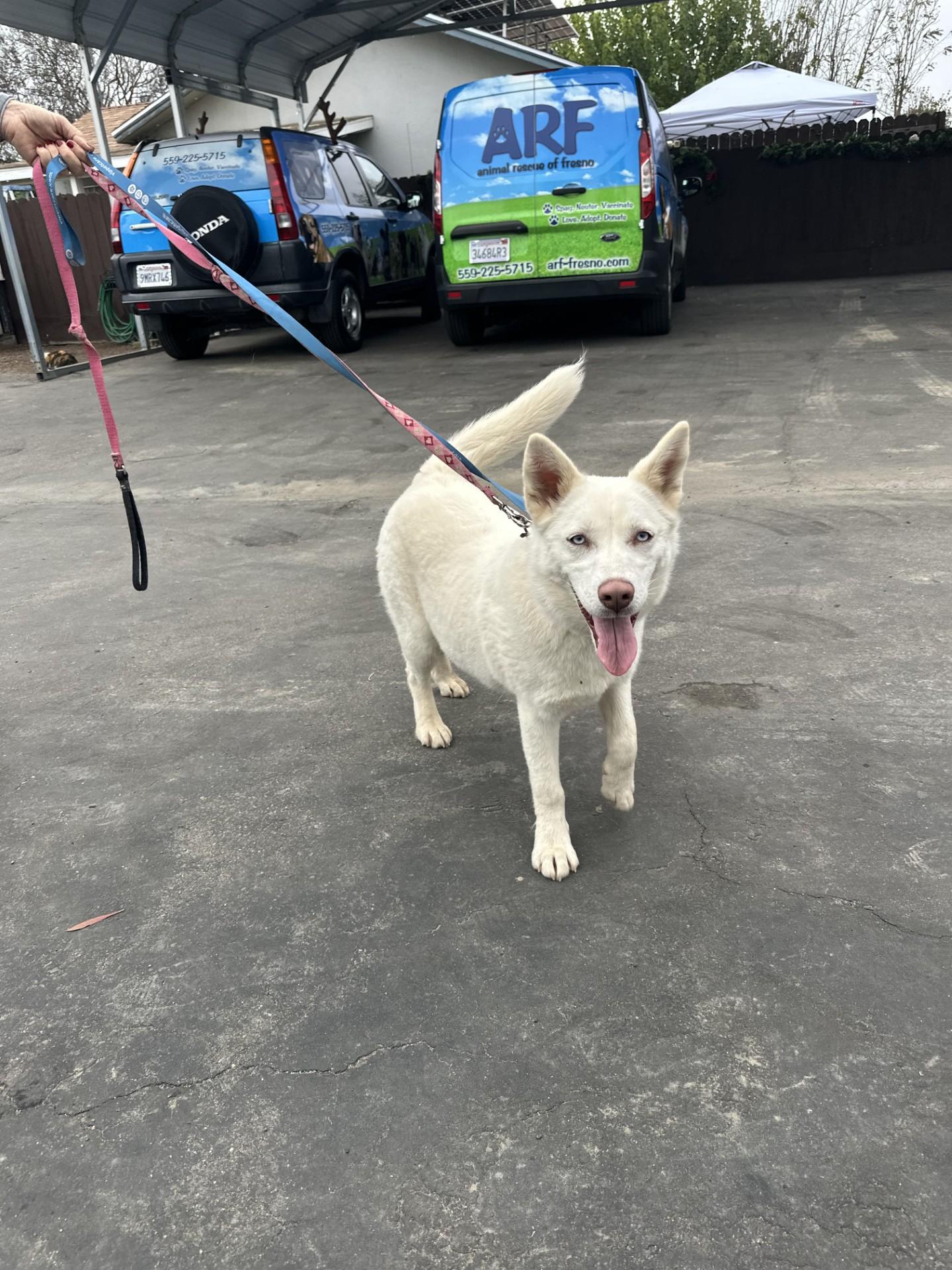OPAL, Adoptable, Young Female Husky & German Shepherd Dog.