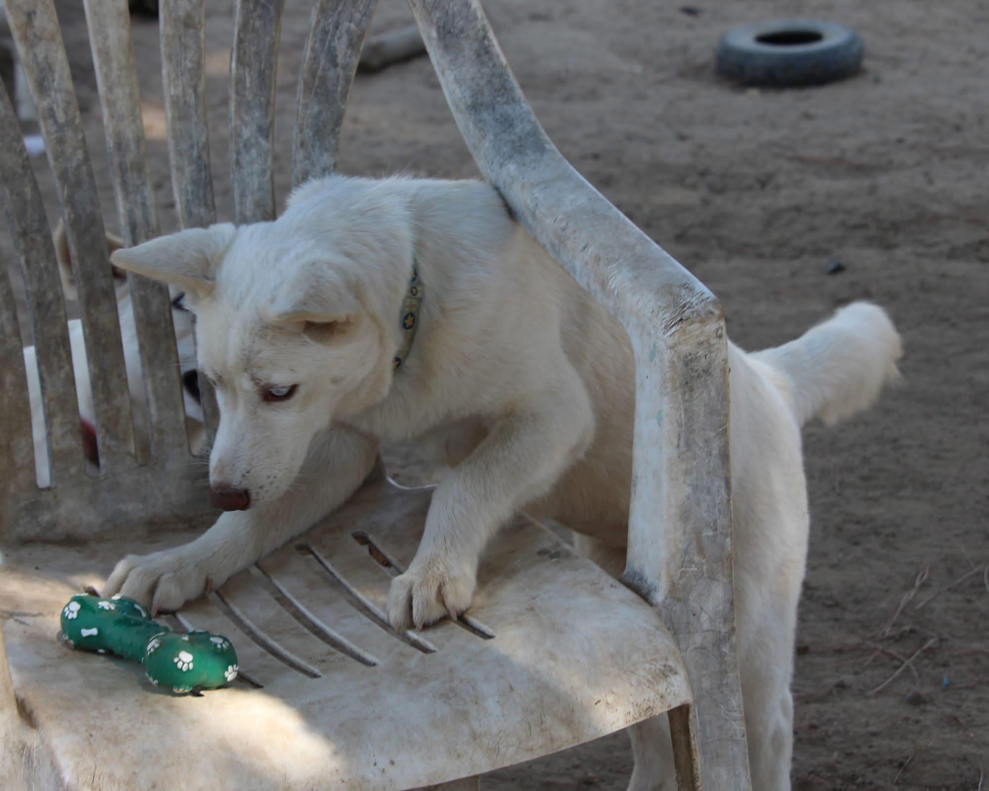 OPAL, a Adoptable mixed breed in Fresno, CA image 6/6