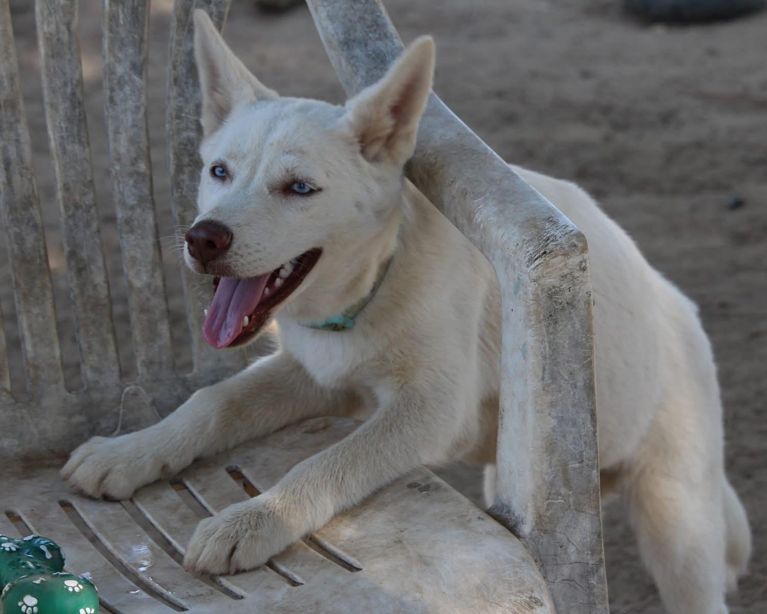 OPAL, Adoptable, Young Female Husky & German Shepherd Dog.