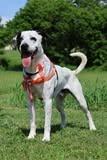 Oddie, a Adoptable mixed breed in Columbia, TN image 1/5