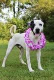 Oddie, Adoptable, Young Male Mixed Breed.