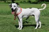 Oddie, a Adoptable mixed breed in Columbia, TN image 2/5