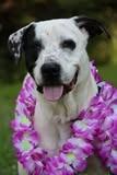 Enlarge Oddie, a Adoptable mixed breed in Columbia, TN image 3/5