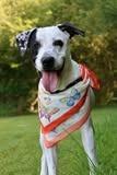 Oddie, a Adoptable mixed breed in Columbia, TN image 3/5