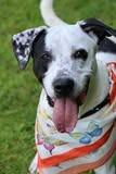 Oddie, a Adoptable mixed breed in Columbia, TN image 4/5