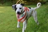 Oddie, a Adoptable mixed breed in Columbia, TN image 5/5