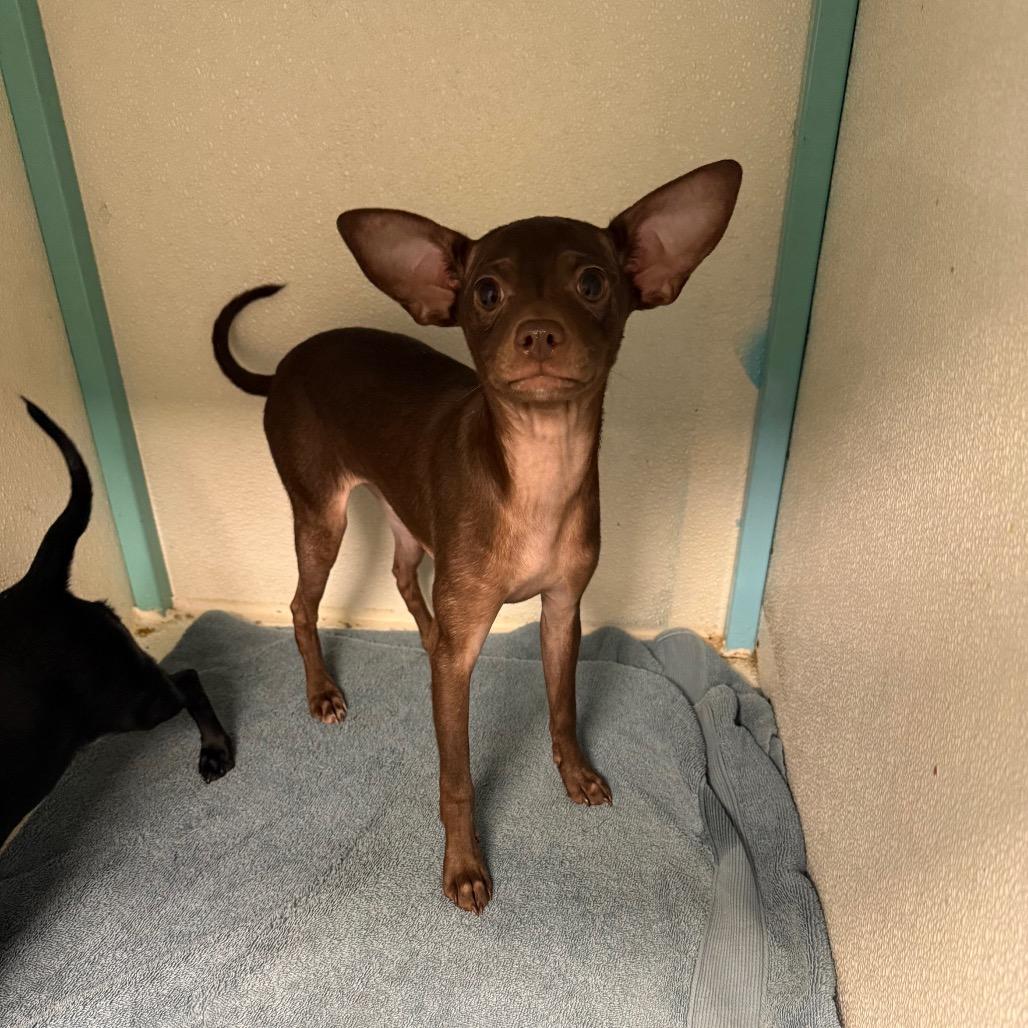 Legs, Adoptable, Young Female Chihuahua & Dachshund.