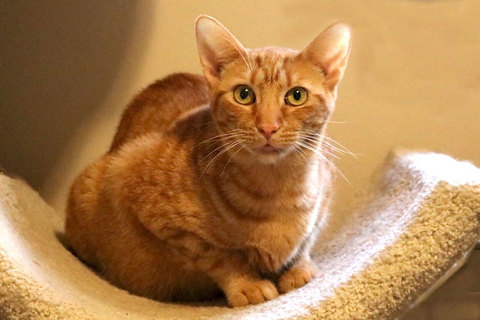 Enlarge Hope, a Adoptable Domestic Short Hair in Buford, GA image 1/3