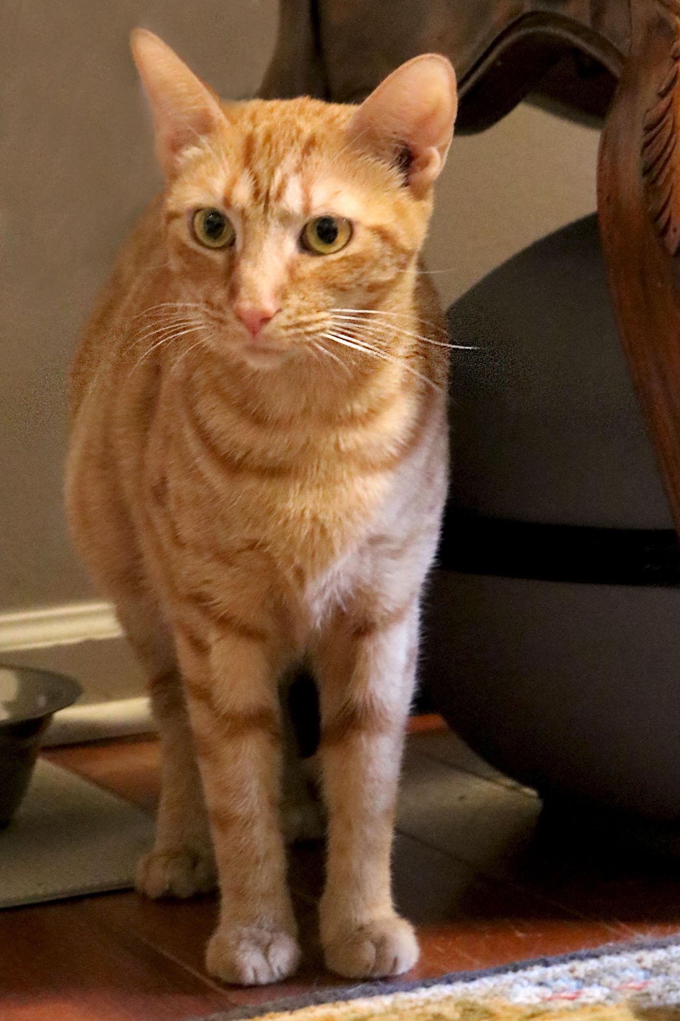 Enlarge Hope, a Adoptable Domestic Short Hair in Buford, GA image 2/3