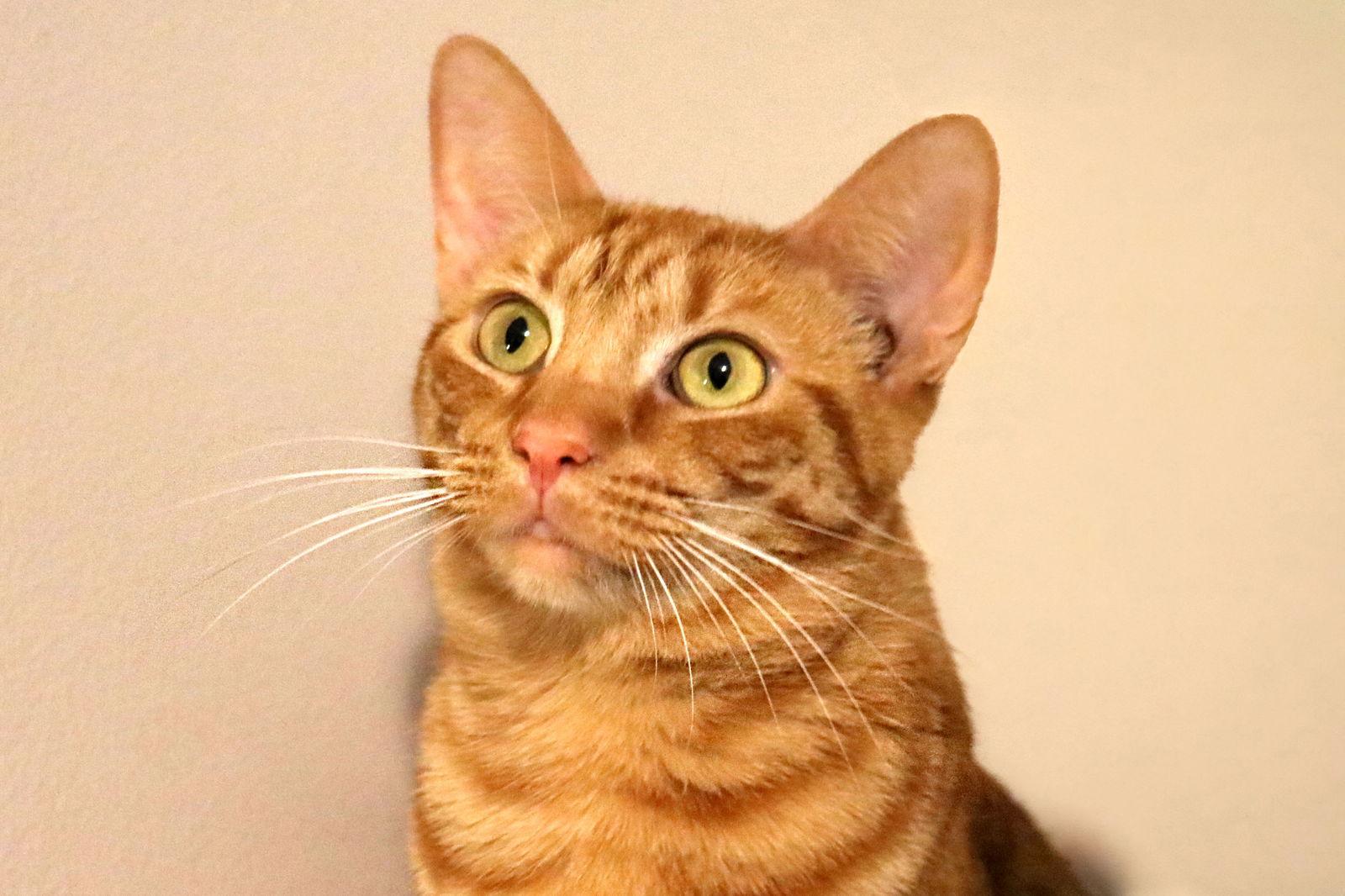 Hope, Adoptable, Young Female Domestic Short Hair.