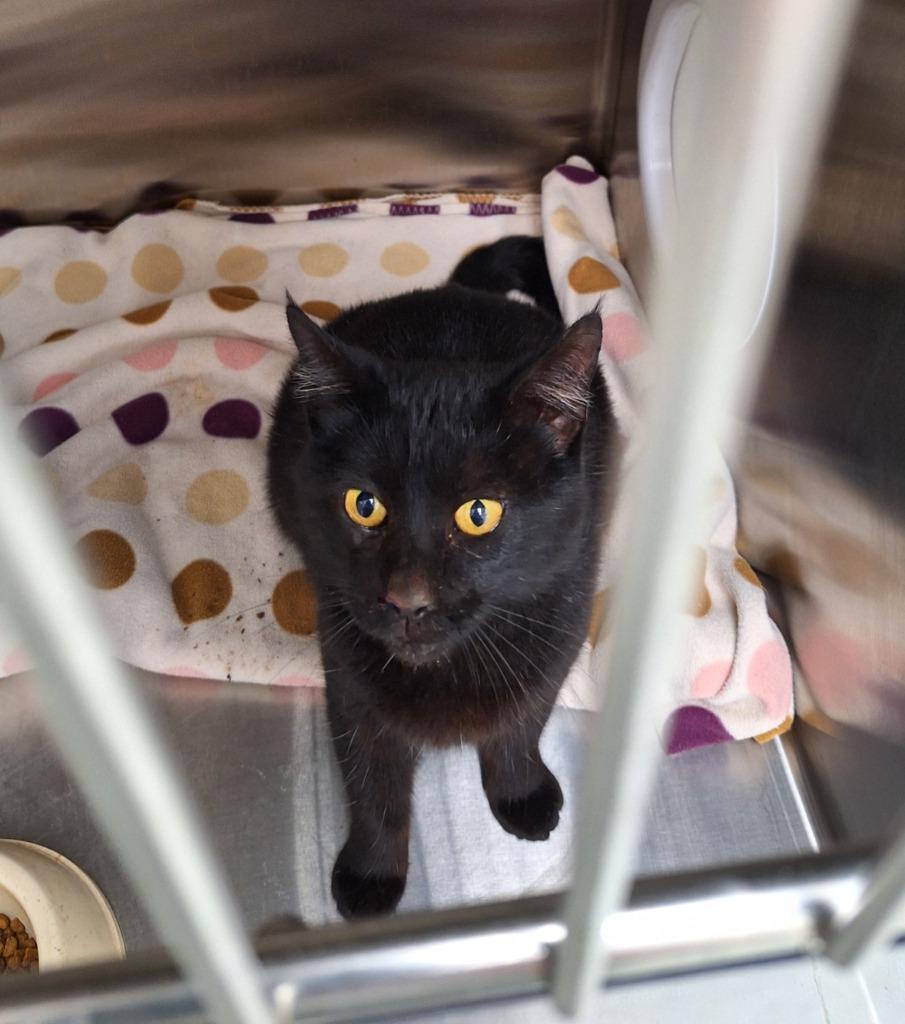 Nyx, Adopted, Adult Female Domestic Short Hair.