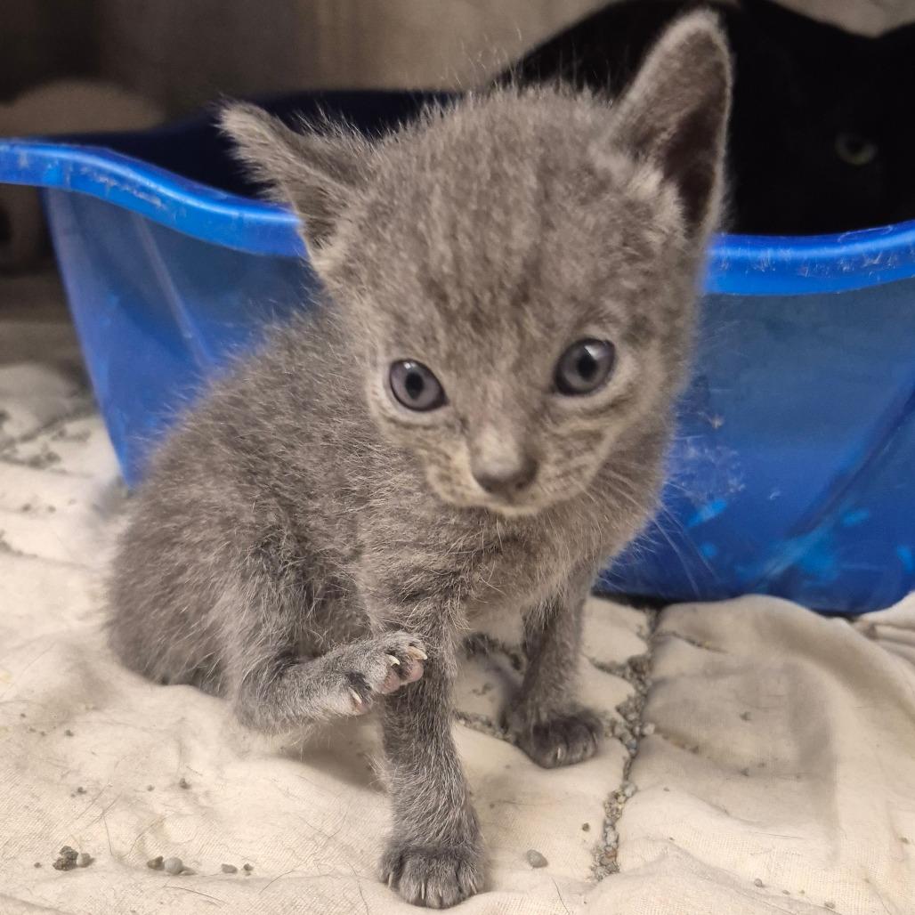 Tempest (rose collar), Adoptable, Kitten Female Domestic Short Hair.