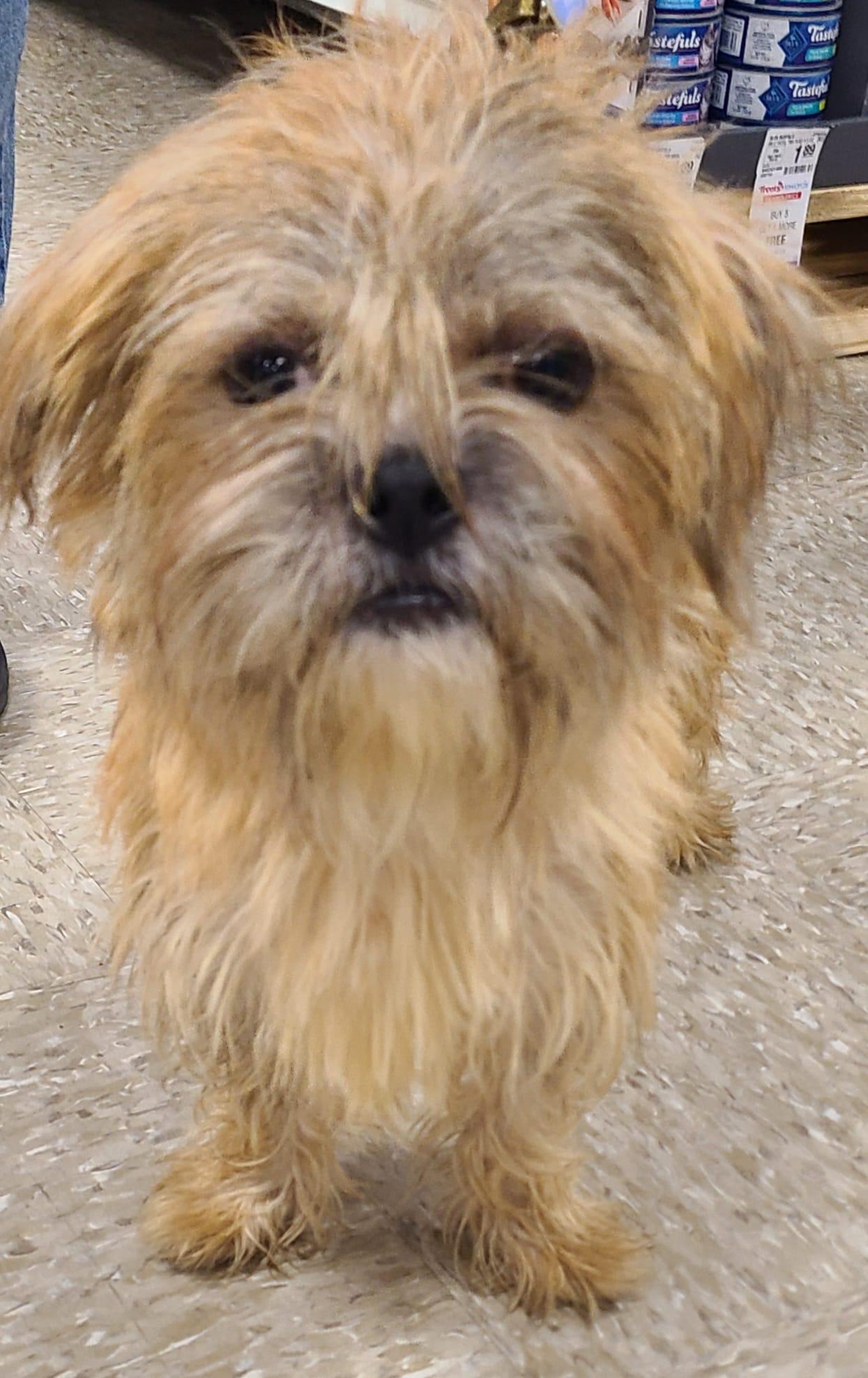 Mulan, a Adopted mixed breed in San Antonio, TX image 4/4