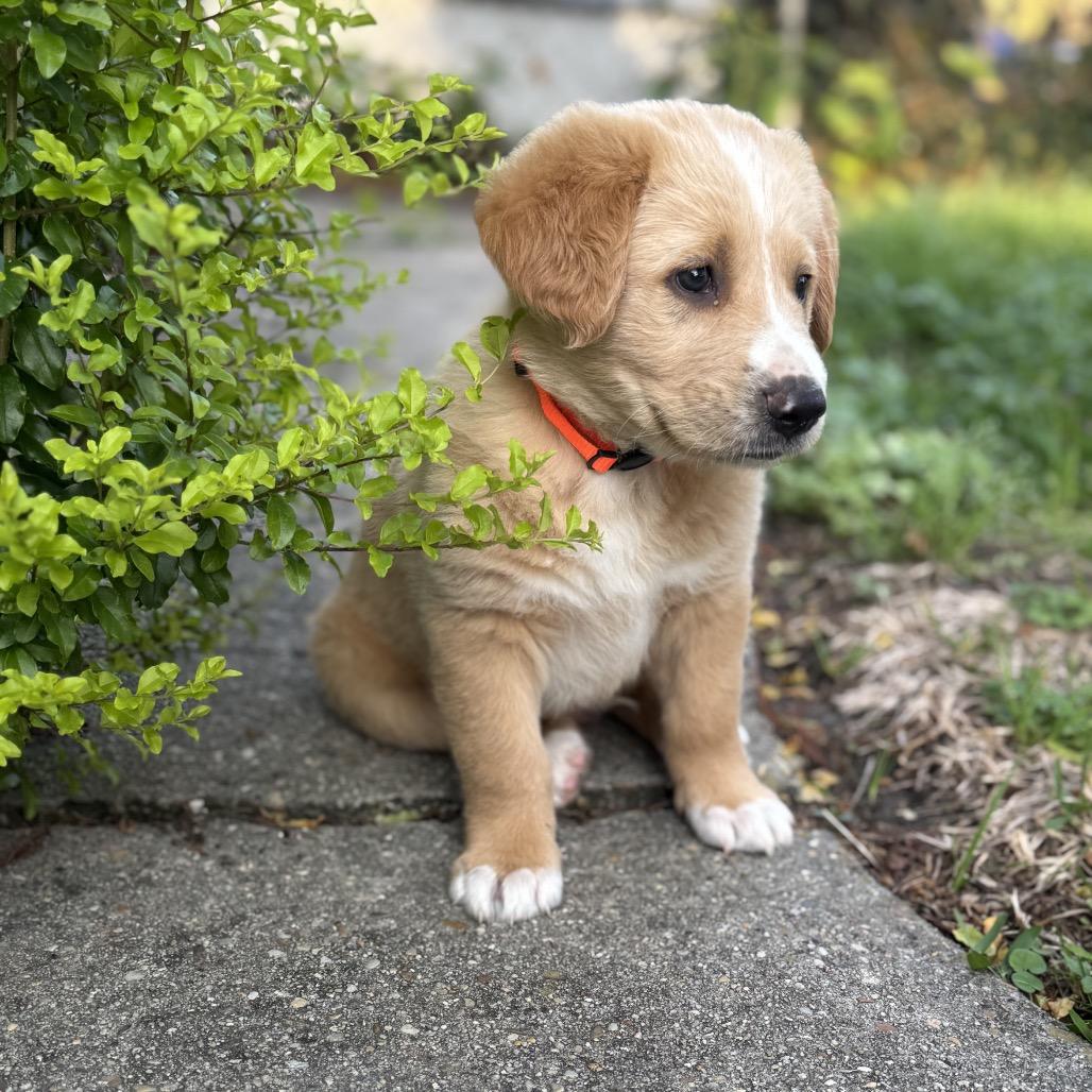 Sparrow (Benefactor Puppy)