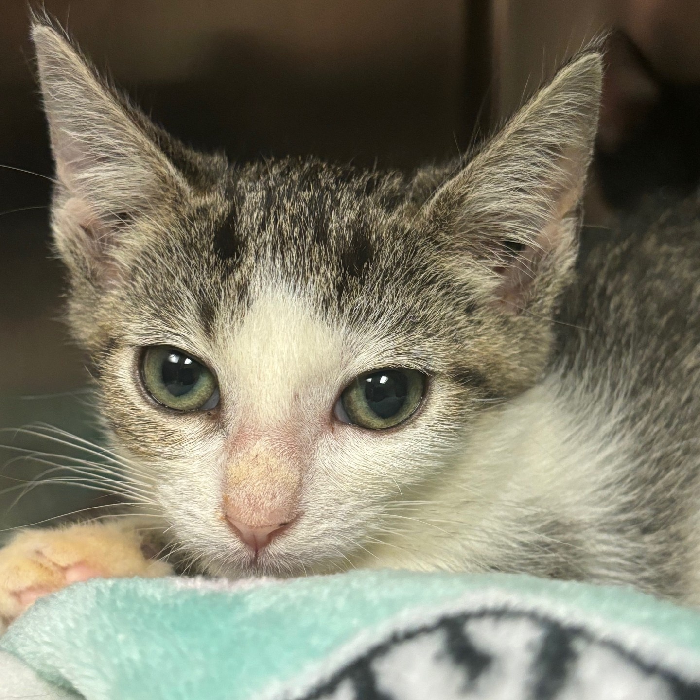 Cat for adoption Takizi, a Domestic Short Hair in Duluth, GA Petfinder