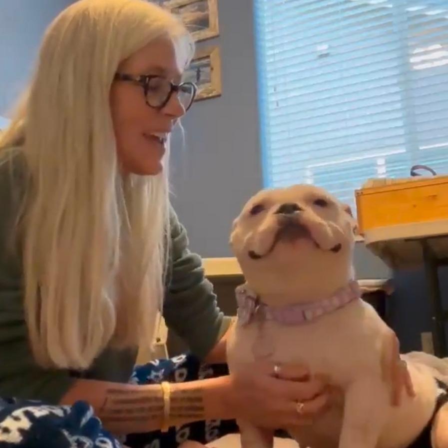 Lady Winifred Pearl Bullington (Winnie), Adoptable, Young Female American Bulldog & American Bulldog.