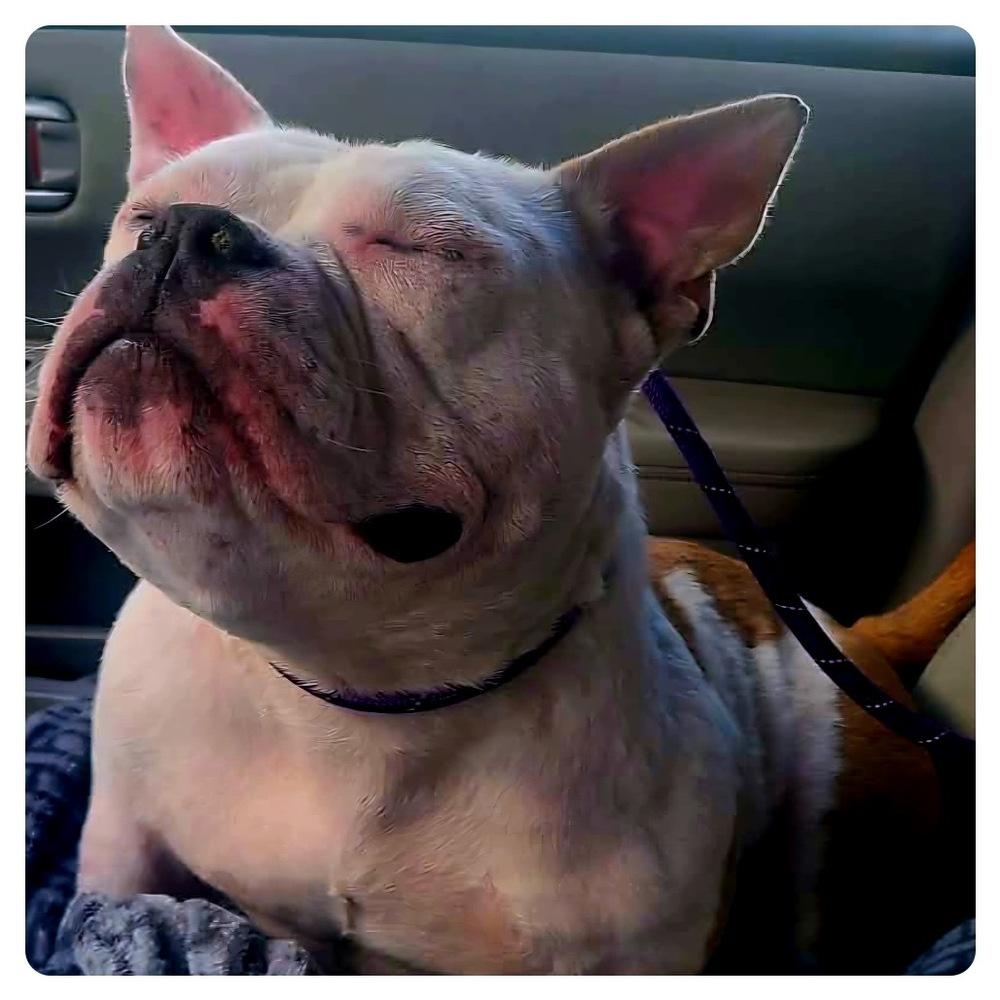 Enlarge Lady Winifred Pearl Bullington (Winnie), a Adoptable mixed breed in Los Angeles, CA image 3/6