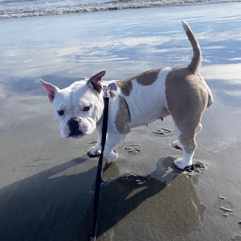 Enlarge Lady Winifred Pearl Bullington (Winnie), a Adoptable mixed breed in Los Angeles, CA image 4/6
