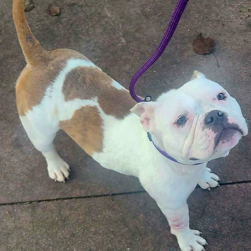 Enlarge Lady Winifred Pearl Bullington (Winnie), a Adoptable mixed breed in Los Angeles, CA image 5/6