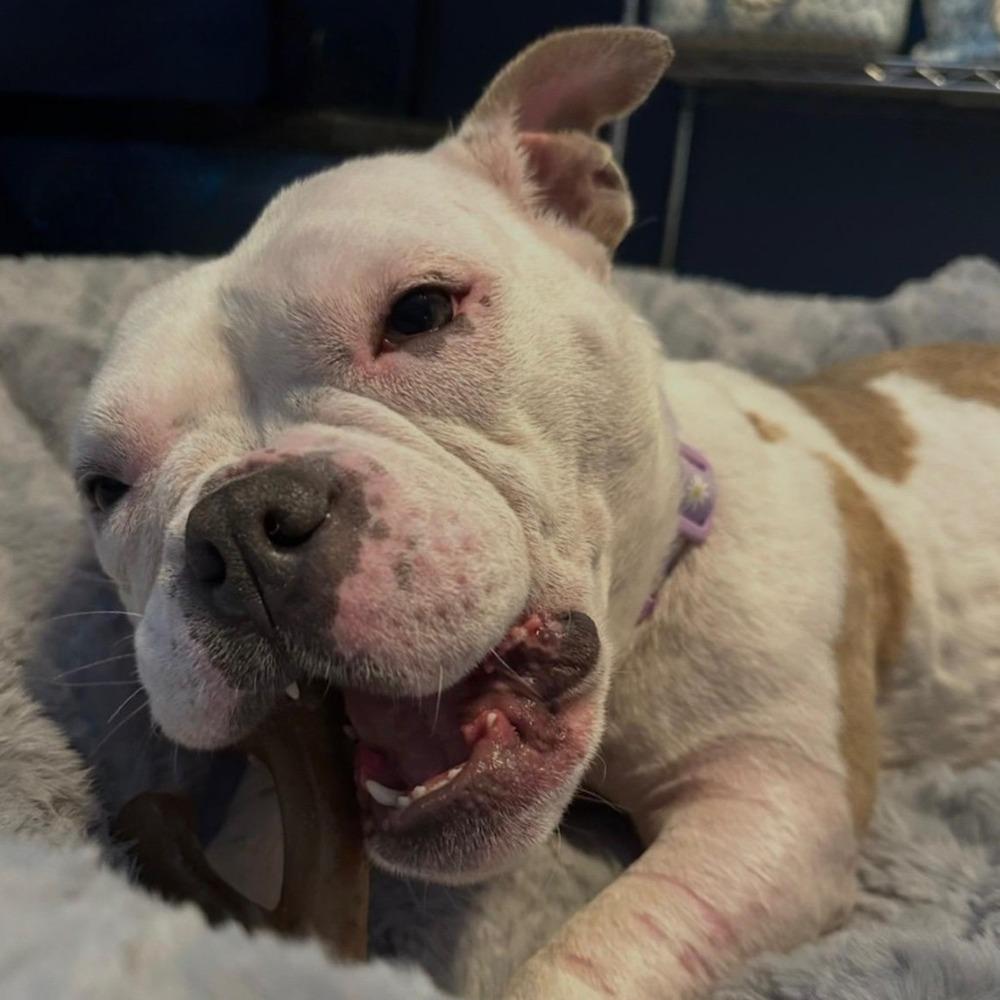 Enlarge Lady Winifred Pearl Bullington (Winnie), a Adoptable mixed breed in Los Angeles, CA image 6/6