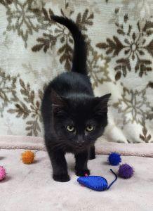Enlarge Pat, a ADOPTABLE Domestic Medium Hair in Bucyrus, OH image 2/3