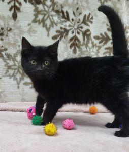 Enlarge Pat, a ADOPTABLE Domestic Medium Hair in Bucyrus, OH image 1/3