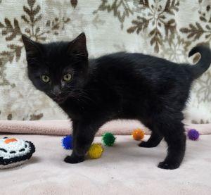 Enlarge Pat, a ADOPTABLE Domestic Medium Hair in Bucyrus, OH image 3/3