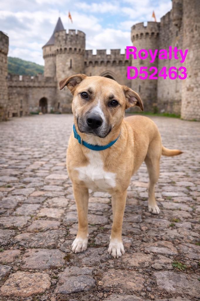 Enlarge Royalty, a Adoptable Mixed Breed in Clarksville, TN image 1/3