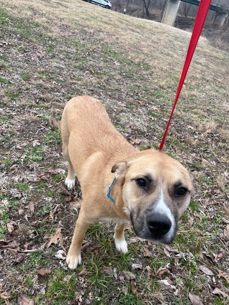 Enlarge Royalty, a Adoptable Mixed Breed in Clarksville, TN image 2/3