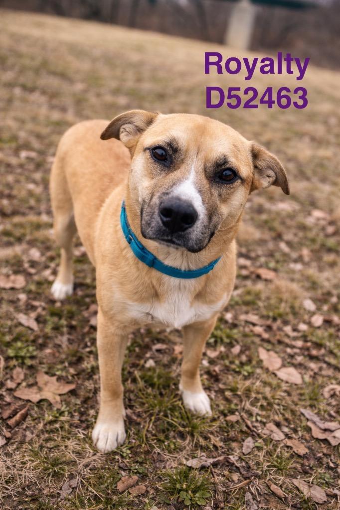 Enlarge Royalty, a Adoptable Mixed Breed in Clarksville, TN image 3/3