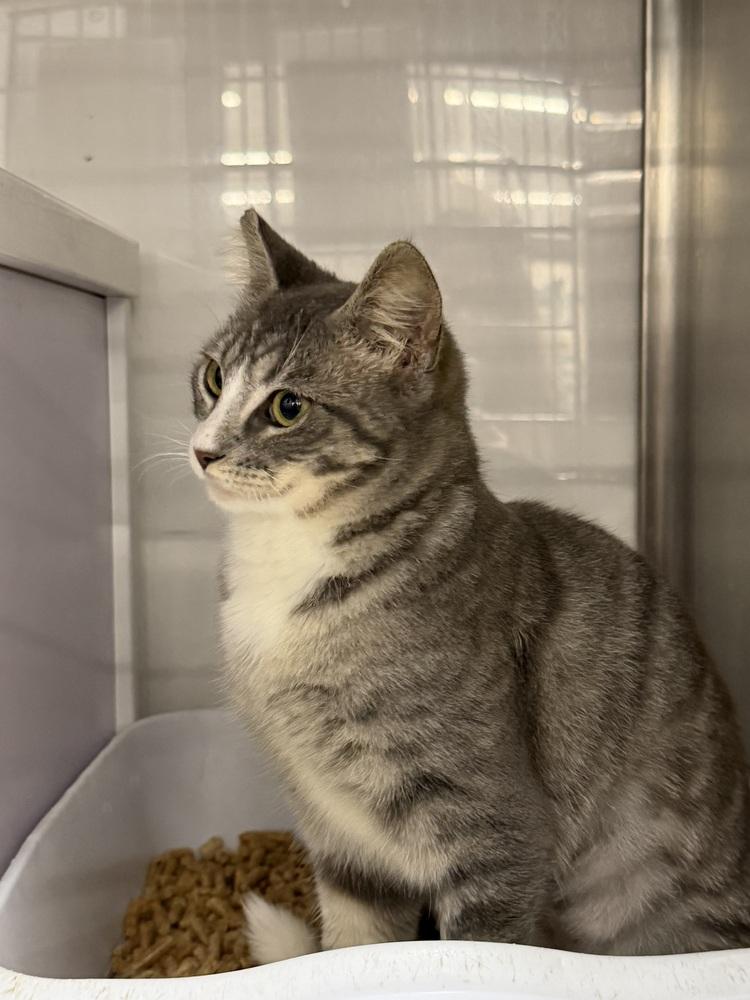 Pawnee — thumbnail 2