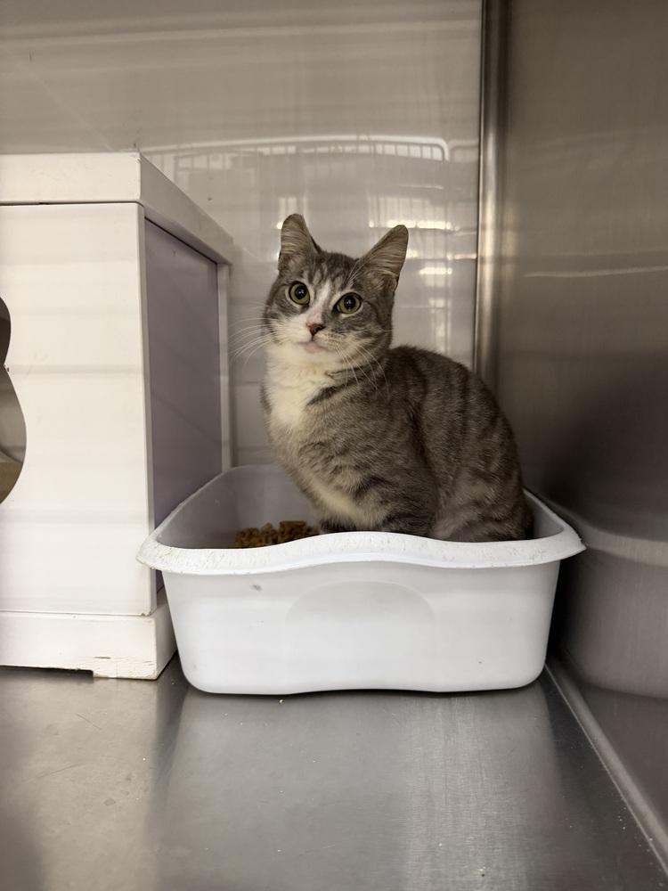 Pawnee — thumbnail 3