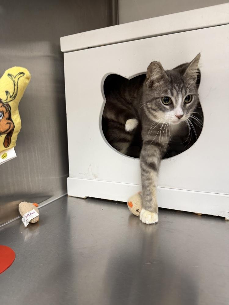 Pawnee — thumbnail 6