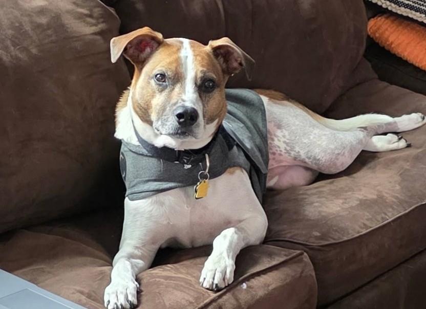 Enlarge Benji, a Adoptable Parson Russell Terrier in Norwalk, CT image 2/6