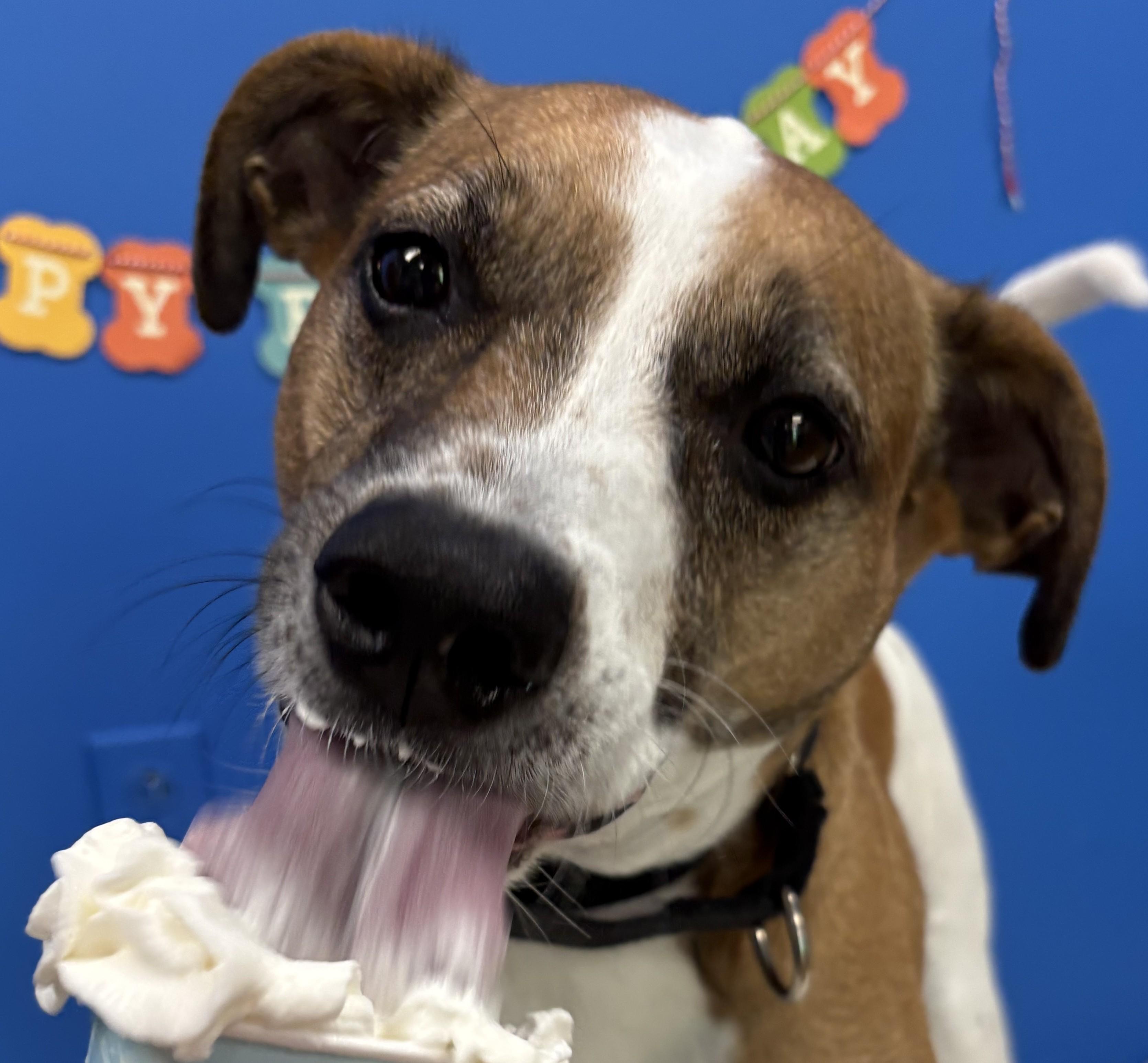Benjie, a Adoptable Parson Russell Terrier in Norwalk, CT image 1/6