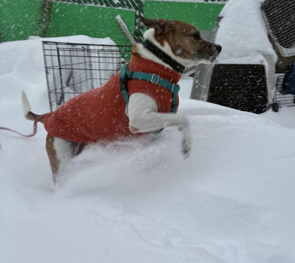 Benjie, a Adoptable Parson Russell Terrier in Norwalk, CT image 3/5