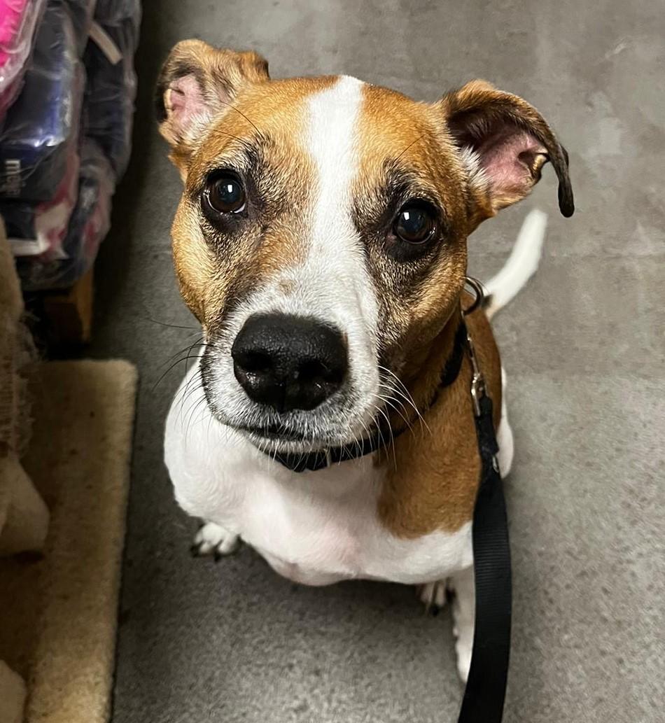 Benjie, a Adoptable Parson Russell Terrier in Norwalk, CT image 5/6