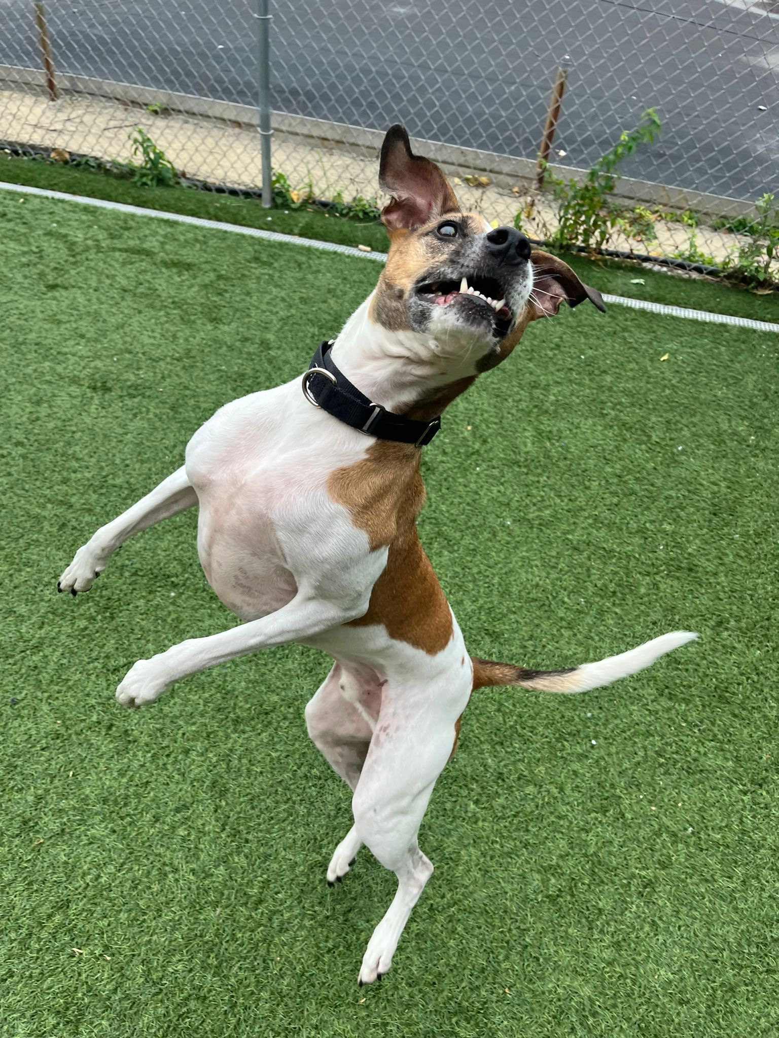 Benjie, a Adoptable Parson Russell Terrier in Norwalk, CT image 6/6