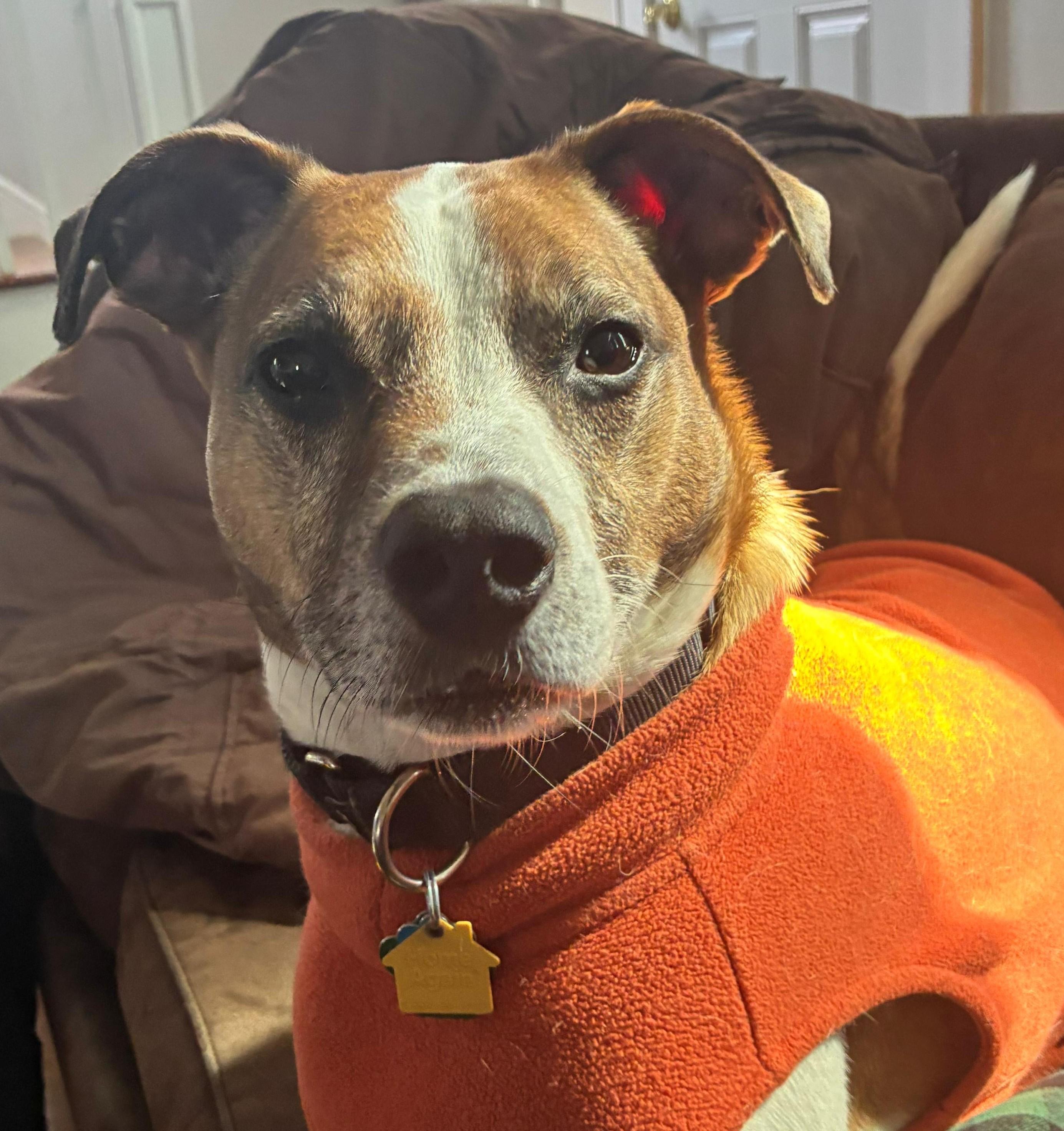 Enlarge Benji, a Adoptable Parson Russell Terrier in Norwalk, CT image 1/6