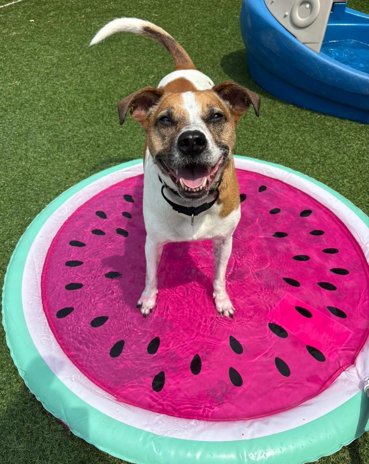 Benjie, a Adoptable Parson Russell Terrier in Norwalk, CT image 4/6