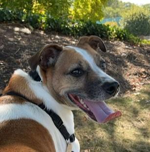 Benjie, Adoptable, Adult Male Parson Russell Terrier.