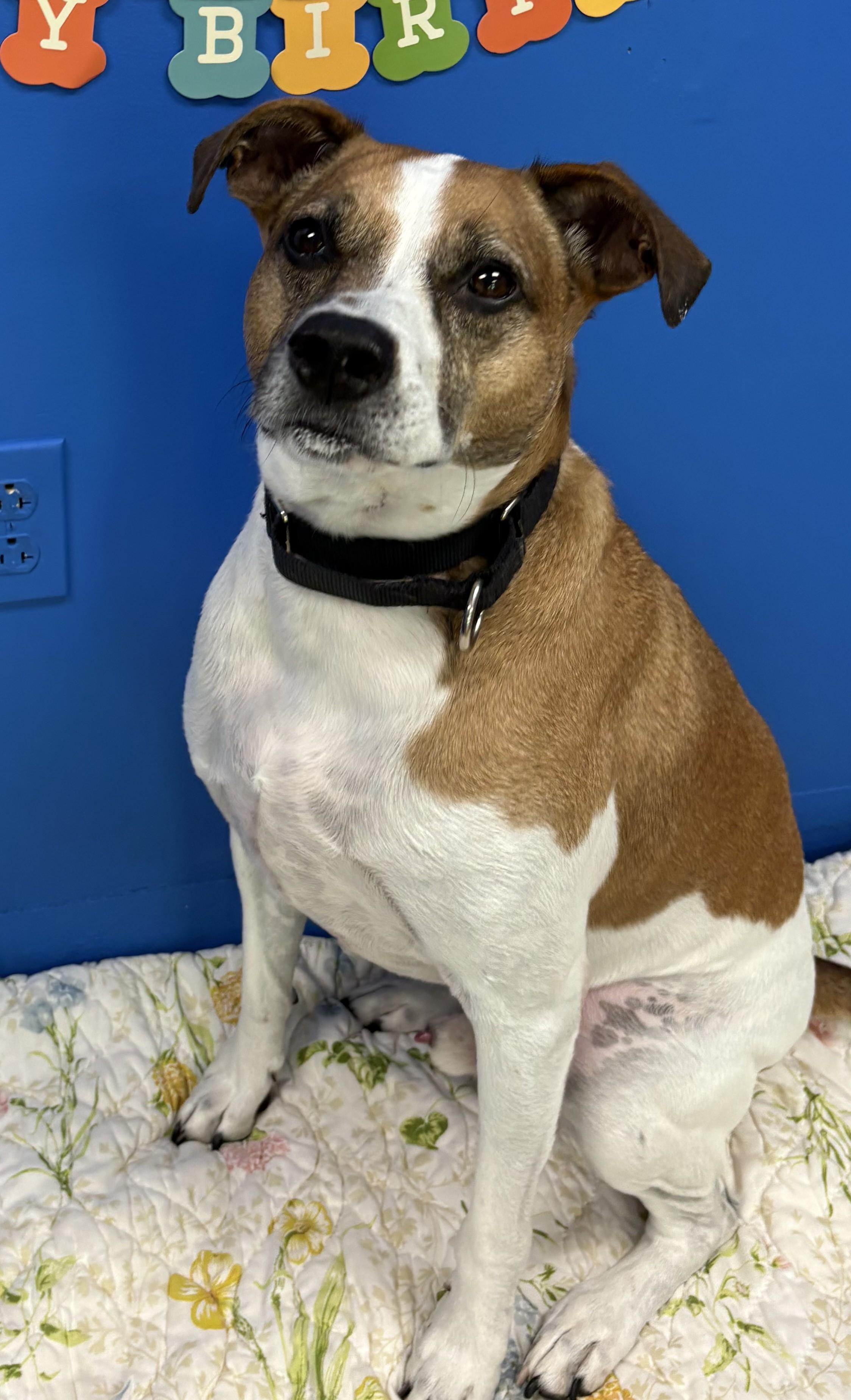 Benjie, a Adoptable Parson Russell Terrier in Norwalk, CT image 2/6