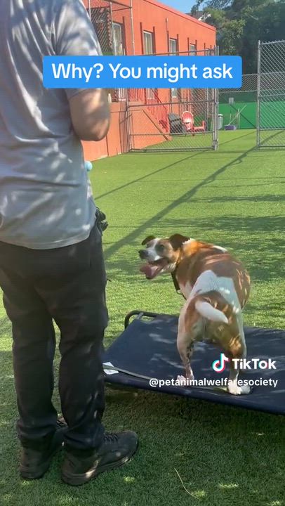 Enlarge Benjie, a Adoptable Parson Russell Terrier in Norwalk, CT video 3/6