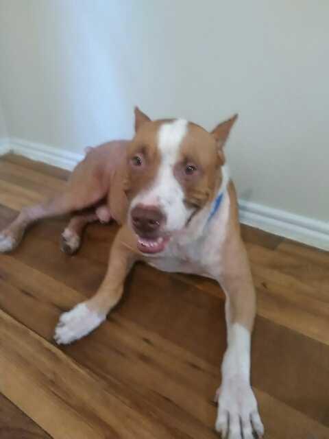 Maxx, Adoptable, Puppy Male German Shepherd Dog & American Staffordshire Terrier.