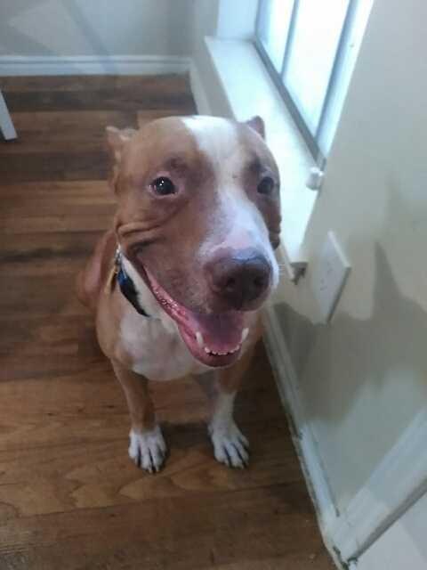 Enlarge Maxx, a Adoptable mixed breed in Mesquite, TX image 2/3