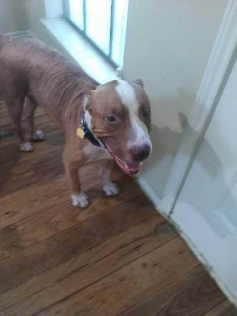 Enlarge Maxx, a Adoptable mixed breed in Mesquite, TX image 3/3