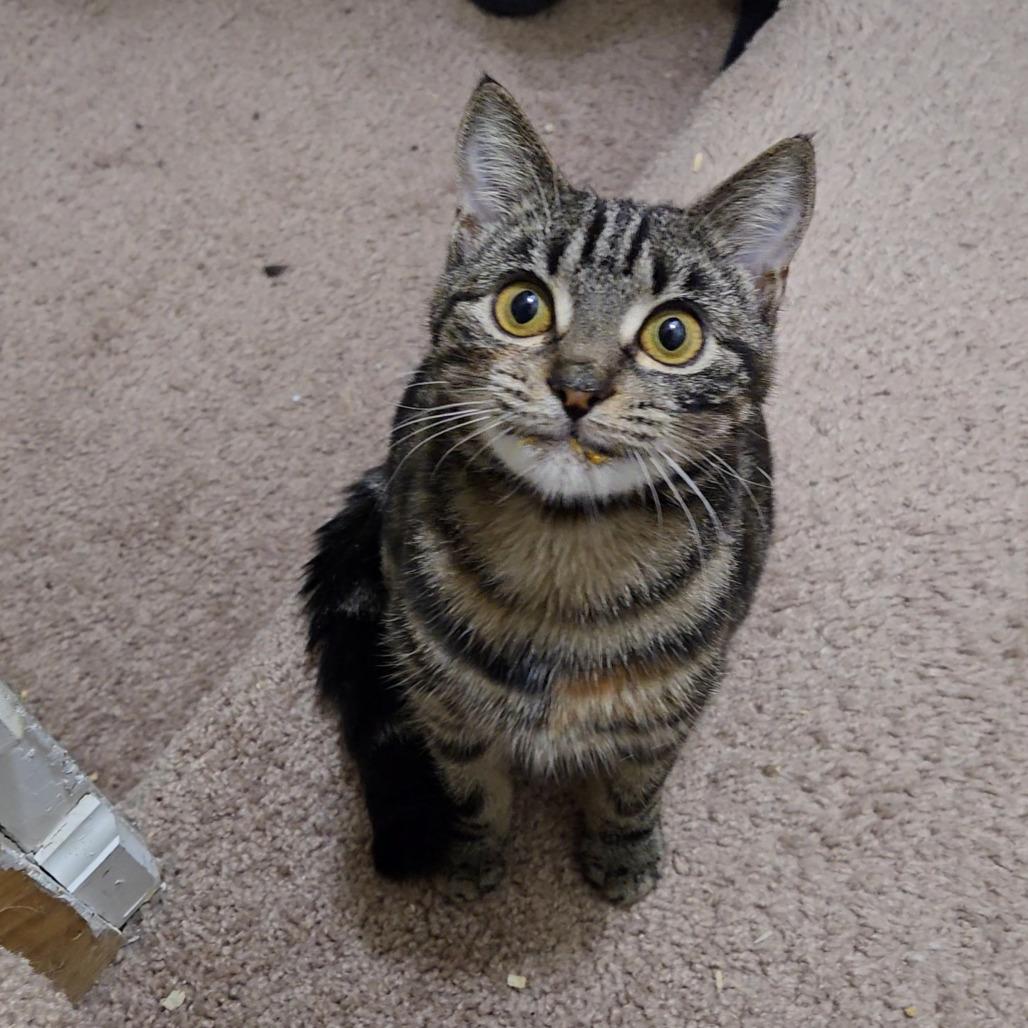 Enlarge 1025-51 Beryl, a Adoptable Domestic Short Hair in Abingdon, MD image 1/3