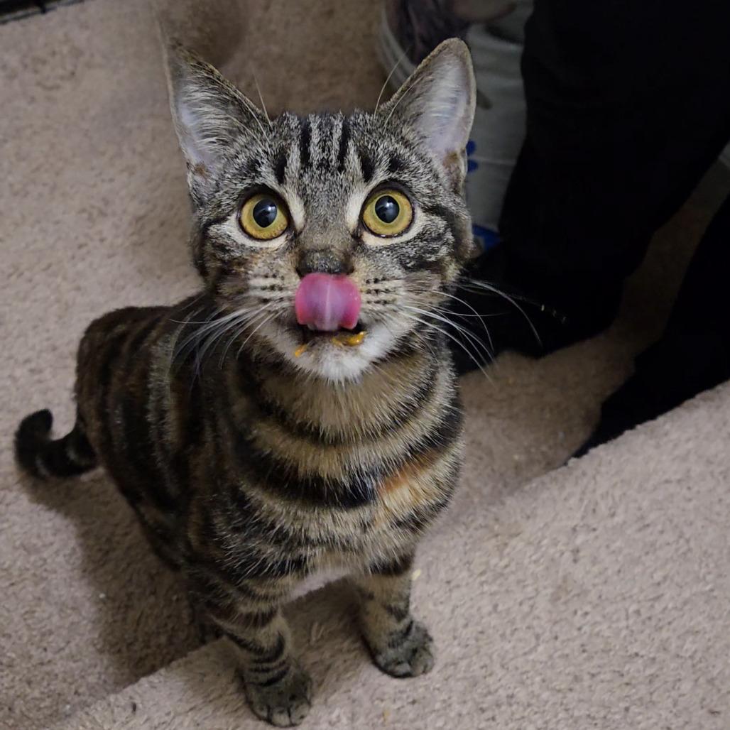 Enlarge 1025-51 Beryl, a Adoptable Domestic Short Hair in Abingdon, MD image 2/3