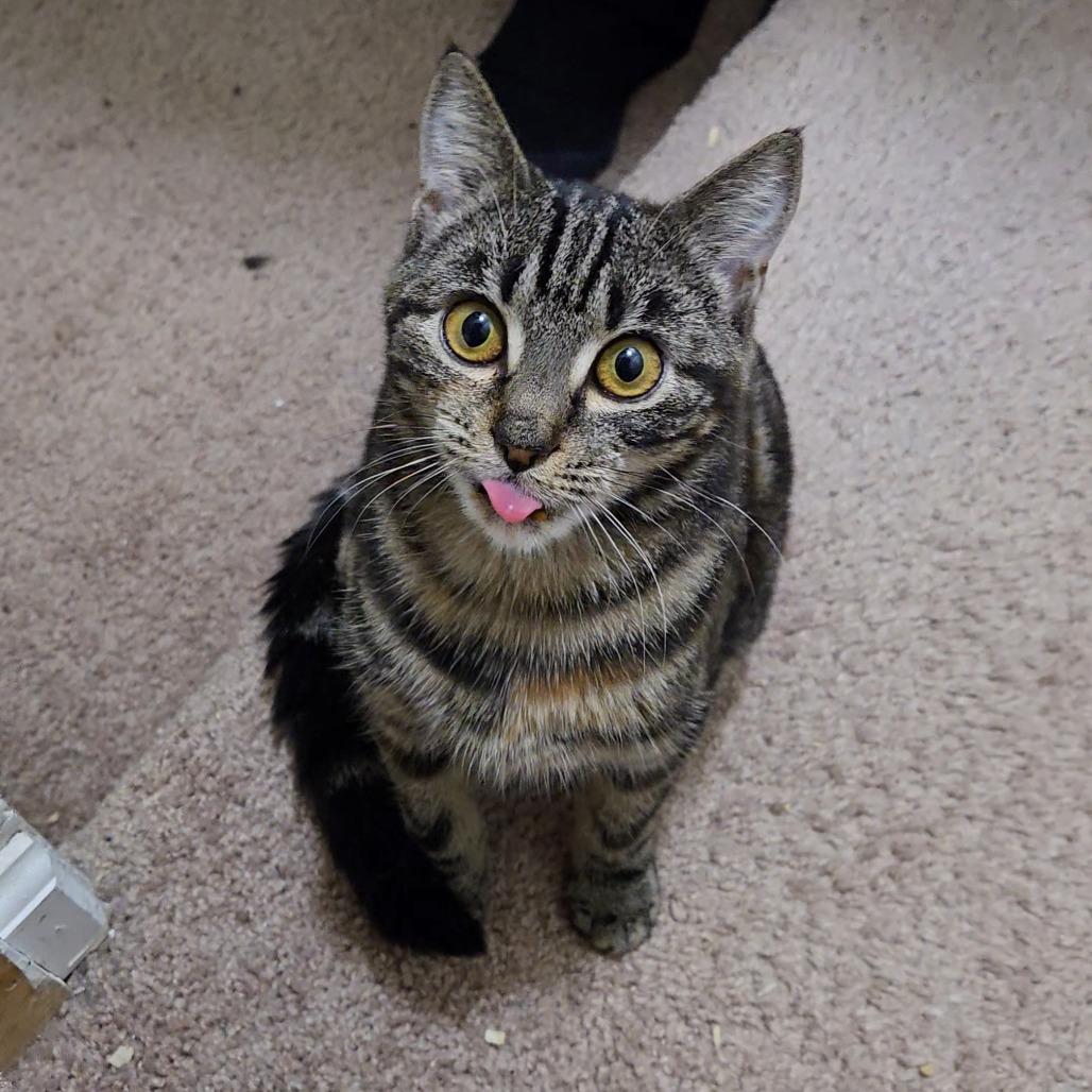 Enlarge 1025-51 Beryl, a Adoptable Domestic Short Hair in Abingdon, MD image 3/3