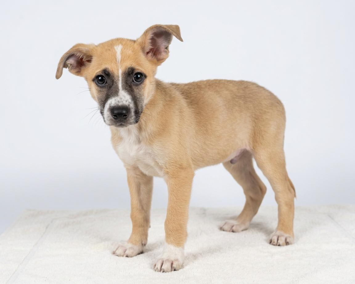 Logan, an adopted mixed breed in Bedford, IN image 1/2